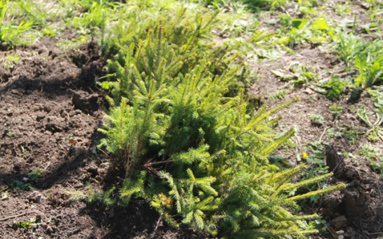 В Бердск пришла